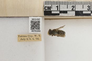 Media type: image;   Entomology 791044 Aspect: Labels